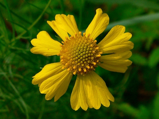 {Helenium amarum}